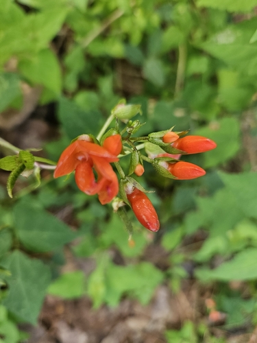Image of Runner Bean (Phaseolus coccineus) by (c) Francisco Emilio Roldán Velasco, some rights reserved (CC BY)