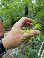 Lithospermum macromeria