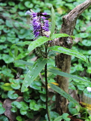 Veronica macrocarpa