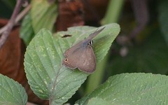 Cissia terrestris