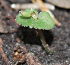 Corybas cheesemanii