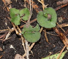 Corybas cheesemanii