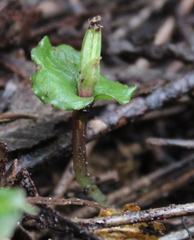Corybas cheesemanii
