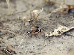 Cerceris tuberculata