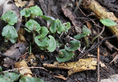 Corybas cheesemanii