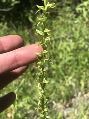 Platanthera tescamnis