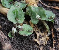 Corybas cheesemanii