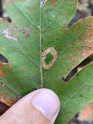 Phyllonorycter basistrigella photo 4