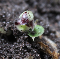 Corybas cheesemanii