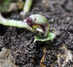 Corybas cheesemanii