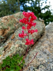 Heuchera sanguinea