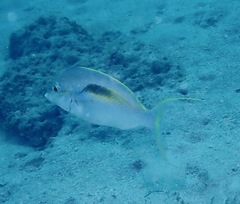 Scolopsis monogramma