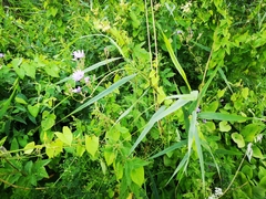 Cicerbita macrophylla
