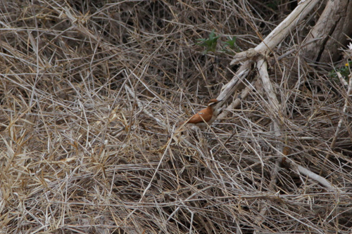 Wing-banded Hornero