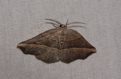 Metanema determinata