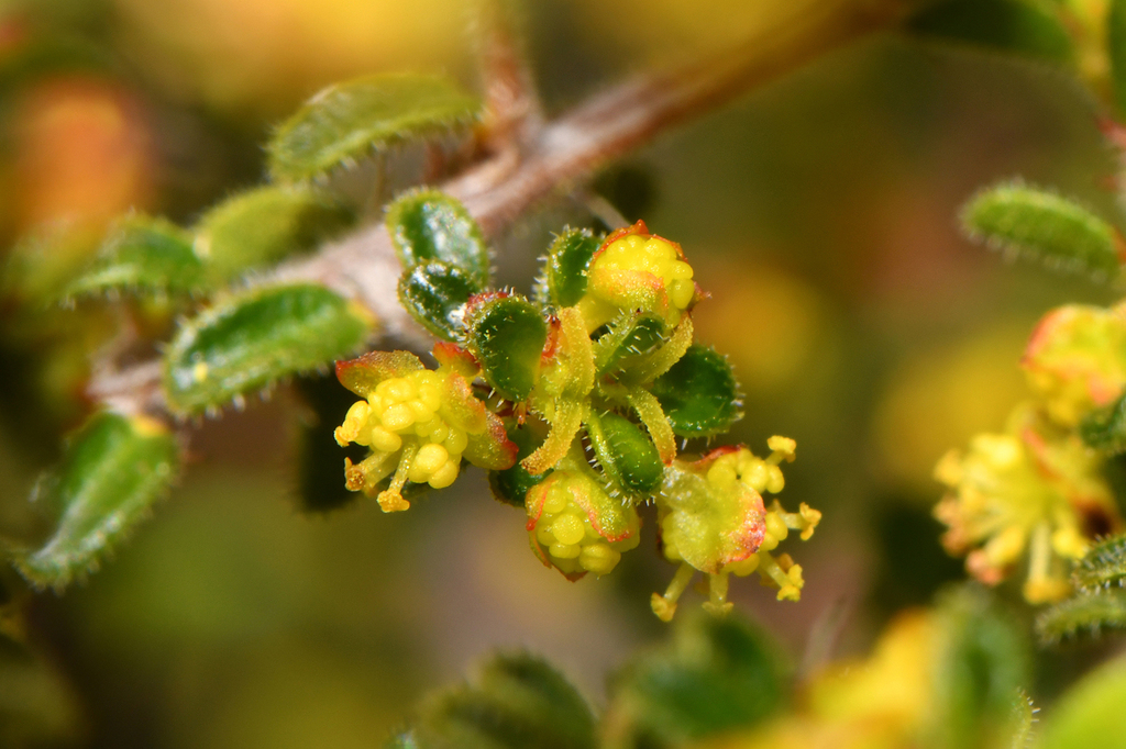 Stachystemon virgatus