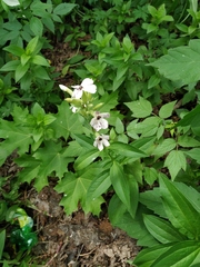 Microbotryum saponariae