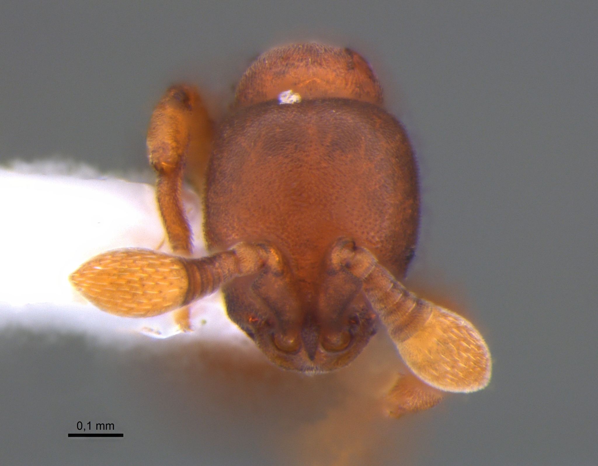 Discothyrea neotropica