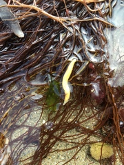 Tubulanus