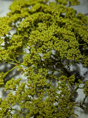 Image of Paronychia chartacea by (c) Scott Allen Davis, some rights reserved (CC BY)