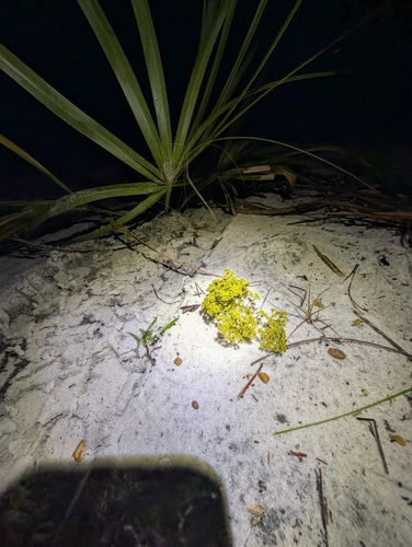 Image of Paronychia chartacea by (c) Scott Allen Davis, some rights reserved (CC BY)