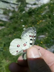 Parnassius phoebus