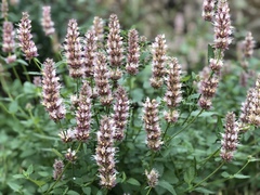 Agastache urticifolia