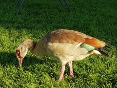 Alopochen aegyptiaca