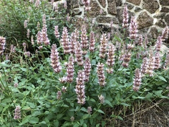Agastache urticifolia