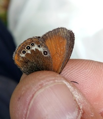 Coenonympha gardetta darwiniana