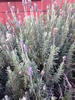 Lavandula
