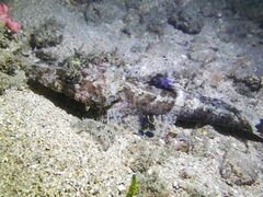 Fringe-Eyed Flathead photo 2
