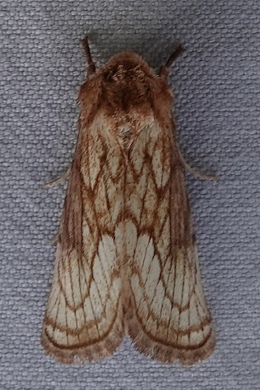 Nocloa duplicatus