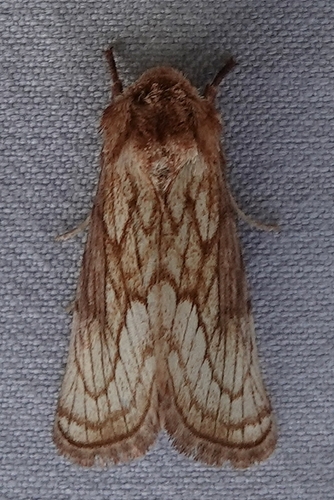 Nocloa duplicatus