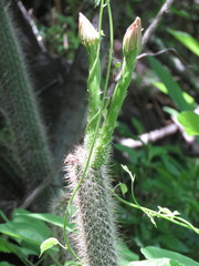Nyctocereus serpentinus
