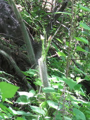 Nyctocereus serpentinus