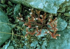 Sedum