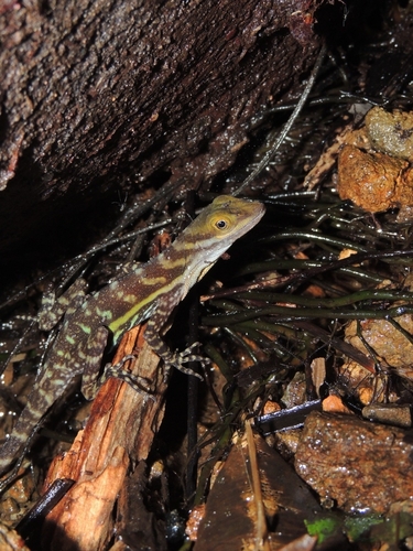 Riverbank Anole, Anolis riparius
