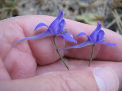 Delphinium consolida