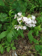 Microbotryum saponariae