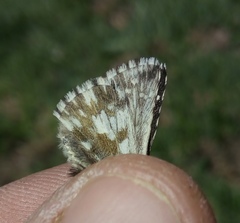 Pyrgus cacaliae