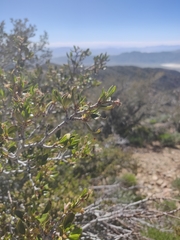 Cercocarpus ledifolius intermontanus