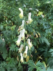 Aconitum lycoctonum