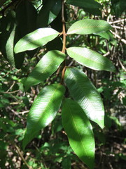 Sideroxylon cartilagineum