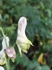 Aconitum lycoctonum