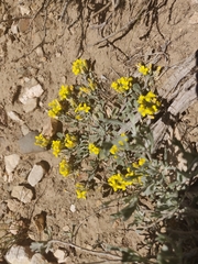 Physaria kingii kingii