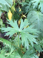 Aconitum lycoctonum