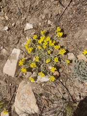 Physaria kingii kingii