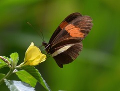 Heliconius erato