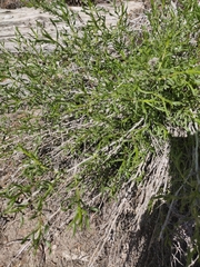 Chrysothamnus viscidiflorus viscidiflorus